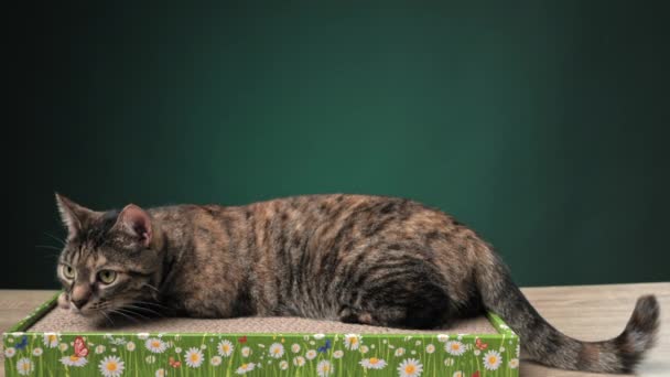 禁忌猫躺在地板上的猫刮胡刀从硬纸板 猫的抗压力 高质量的照片 — 图库视频影像