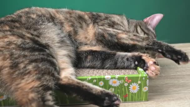 タビーキャットは カードボードから床猫スクラッチャーに横たわっています 猫のための抗ストレス 高品質の写真 — ストック動画