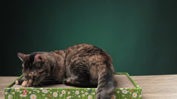 Tabby Cat Lies Floor Cat Scratcher Cardboard Sharpening Its Claws — Stock Video