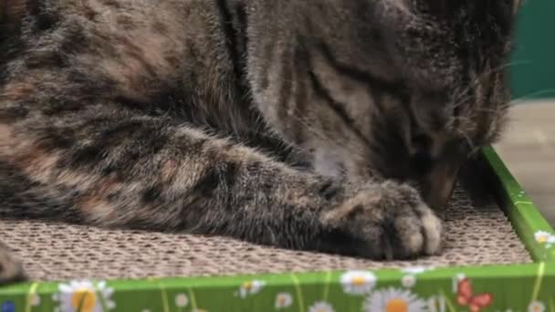 Close Tabby Cat Lies Floor Cat Scratcher Karton Und Schärft — Stockvideo