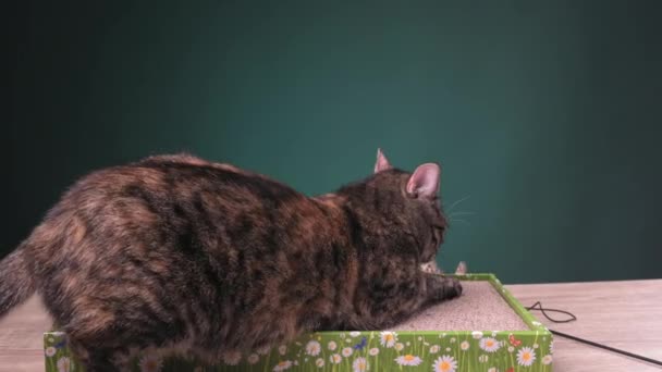 Tabby Cat Trova Sul Pavimento Cat Scratcher Cartone Affilare Suoi — Video Stock