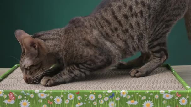 灰色东方猫在硬纸板剪子上削尖了他的爪 高质量的4K镜头 — 图库视频影像