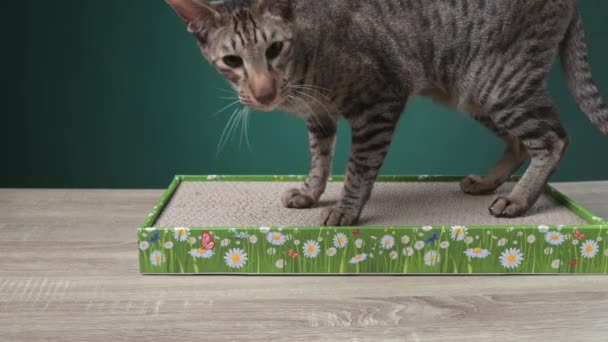 Gray Oriental Cat Sharpening His Claws Cardboard Scratching Post High — Stock Video