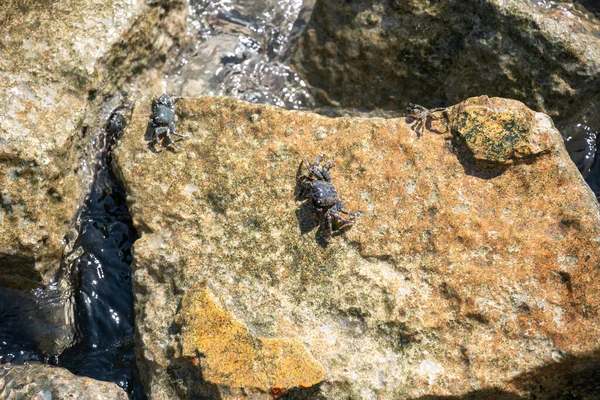 若い生物学者はカニのライブを観察 3ギリシャのカニ岩の上に太陽の下で日光浴 雑多なカニの生活は魅力的です 彼らの好きな食べ物は岩や藻類や貝のバクテリアフィルムです — ストック写真