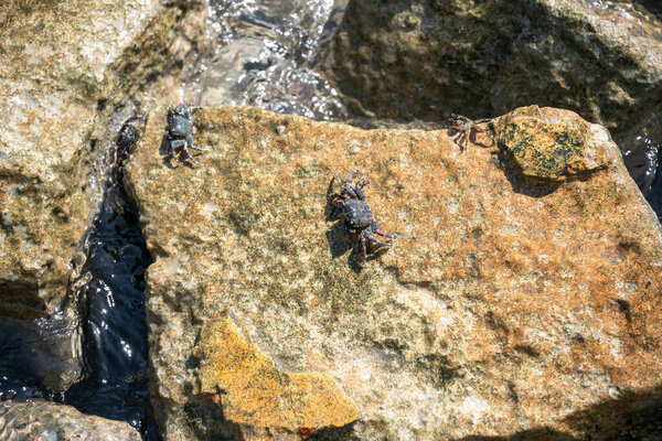 Young Biologists Observe Crab Live. Three Greek crabs basking in the sun on rocks. The lives of omnivorous crabs are fascinating. their favorite foods are bacterial film on rocks, algae and shellfish