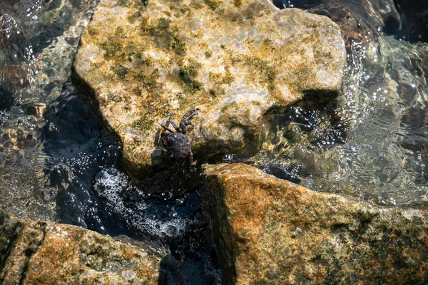 螃蟹躲在岩石上 希腊科孚Kerkyra市Perama桥石子上方的爱奥尼亚海洗浴波浪 螃蟹捕捉概念和螃蟹陷阱 消失的物种 高质量的照片 — 图库照片