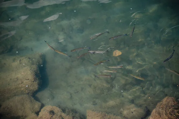 Маленькая Прозрачная Рыба Грязной Воде Концепция Загрязнения Воды Смерти Рыб — стоковое фото