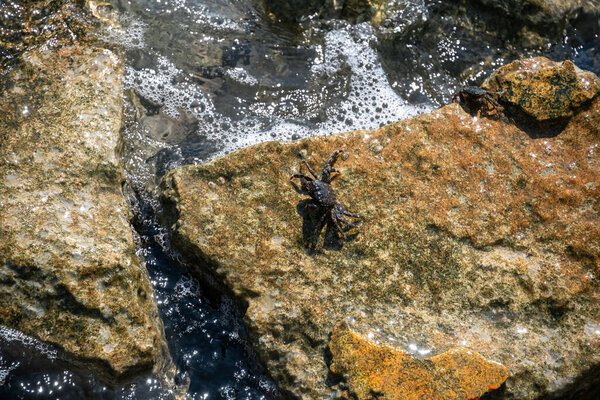 Crab Sits On Muddy Stones And Looks For Food. Waves Of Ionian Sea Wash Over The Stones Of Perama Bridge, Kerkyra, Corfu, Greece. . High quality photo