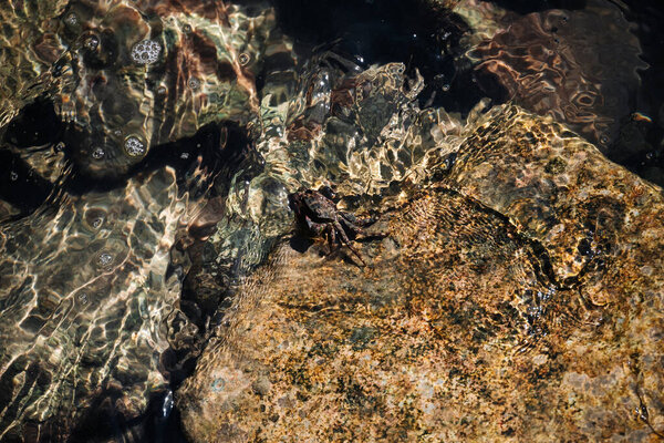 Cute Sea Crab On Muddy Hiding In Water From Other Predators. Crabs Are Omnivorous And Good At Hiding. Waves Of Sea Wash Over The Stones In Sunny Day. High quality photo