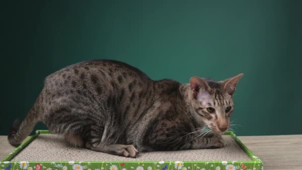 灰色东方猫在硬纸板剪子上削尖了他的爪 高质量的4K镜头 — 图库视频影像