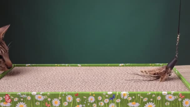 Кадре Кэт Заманили Царапанную Должность Игрушкой Перьями Восточный Кот Нюхающий — стоковое видео