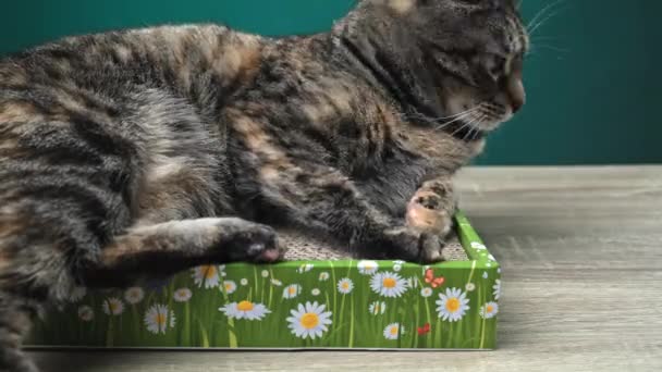Timelapse Tabby Cat Lies Floor Cat Scratcher Inglês Stress Para — Vídeo de Stock