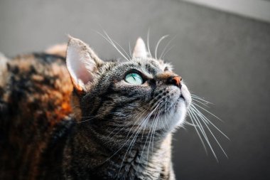 Tekir Kedi kuşlara dikkatle bakıyor. Avcı içgüdüsü kavramı. Yüksek kalite fotoğraf