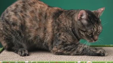 Tekir Kedi, kartondan kedi tırmalayıcı ile yerde yatıyor ve pençelerini biliyor. Kediler için stres giderici. Yüksek kalite 4k görüntü