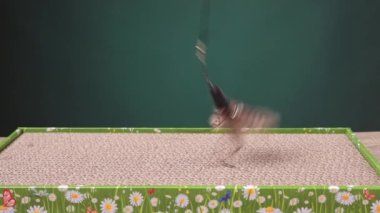 Çerçevede, Kedi tüylü oyuncaklarla yazı tırmalamak için cezbedildi. Doğulu Kedi Kokulu Karton Kazıma Postası. Yüksek kalite 4k görüntü