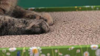 Tekir kedi, karton bir tırmalama direğine kedi nanesi döktükten sonra pençelerini faiziyle keskinleştirmeye başlar. Yüksek kalite 4k görüntü