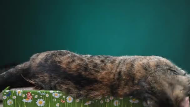 两只猫 胖猫和东方猫 正在一个新的纸板抓痕柱子周围玩毛绒玩具 高质量的4K镜头 — 图库视频影像