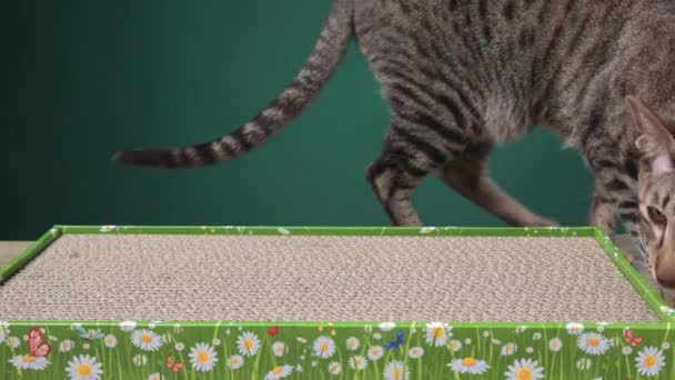 东方品种的一只灰色条纹猫走着 嗅了嗅新的纸板抓痕 然后开始削尖爪子 高质量的4K镜头 — 图库视频影像