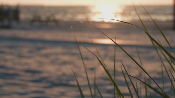 フォーカスのうち 日没時にカフェテーブルがある砂浜 手前の風に緑の芝生が吹いています 高品質4K映像 — ストック動画