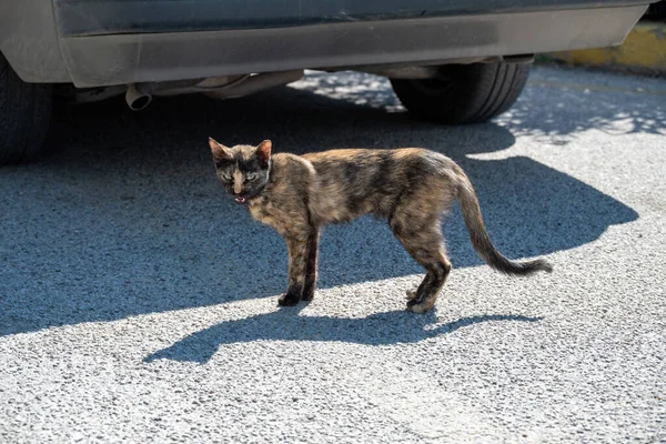 Schwarz Rote Obdachlose Miauende Katze Hintergrund Des Autos Das Konzept — Stockfoto