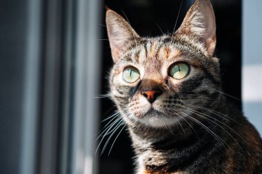 Gri çizgili kedinin gözlerine odaklanın, duygularını ve bireyselliğini aktarın. Yüksek kalite fotoğraf