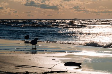Gün batımında sahilde martı siluetleri. Martıların sesi deniz ve kumsalla ilişkilendirilen karakteristik bir sestir. Yüksek kalite fotoğraf