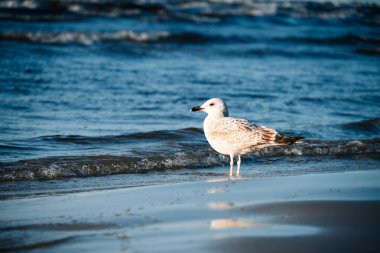 Silver Gull deniz kıyısında yürüyor. Martılar deniz kıyısının ve plaj tatillerinin bir sembolüdür. Yüksek kalite fotoğraf