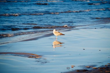 Ringa Ringa Martı sahilinde ve ıslak kuma yansıdı. Martıları izlemek sahilde rahatlatıcı bir tatilin unsurlarından biri haline gelir. Yüksek kalite fotoğraf