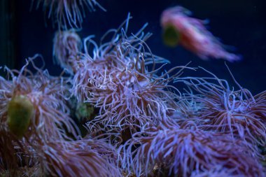 Sihirli yılan şakayık suda çırpınır durur. Yüksek kalite fotoğraf