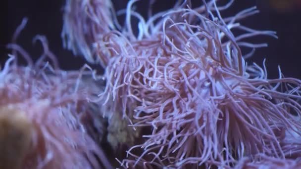 Μαγική Anemone Σαλιγκαριών Φτερουγίζει Στο Νερό Υψηλής Ποιότητας Πλάνα — Αρχείο Βίντεο