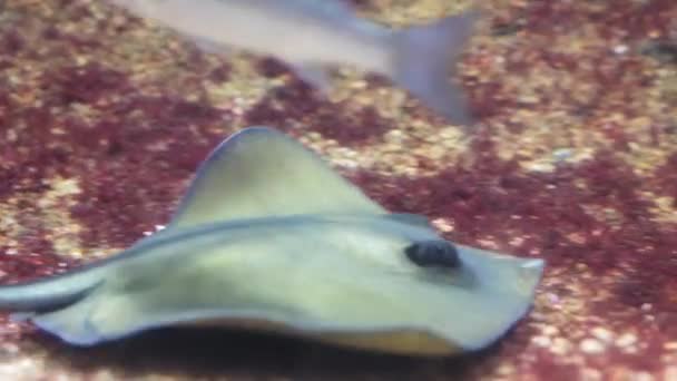 Verschwommene Aufnahmen Von Stachelrochenfischen Bewegen Sich Auf Dem Grund Des — Stockvideo