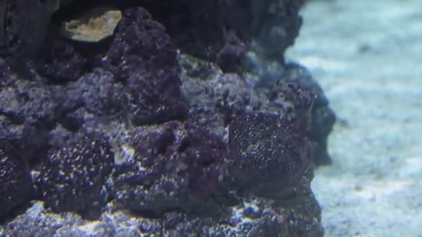 Ein Dunkles Korallenriff Dem Die Sonnenstrahlen Schimmern Ein Gepunkteter Fisch — Stockvideo