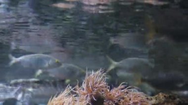 Farklı balıklar suyun yüzeyine yakın yüzerler. Video çerçevesinin altında, yılan gibi şakayıkları nasıl salladıkları görülüyor. Yüksek kalite 4k görüntü