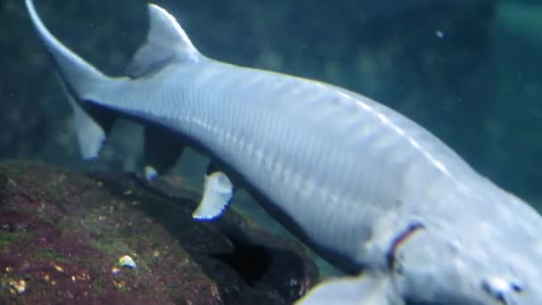 Ουρά Του Καρχαρία Ύφαλο Επιπλέει Μακριά Απόσταση Υψηλής Ποιότητας Πλάνα — Αρχείο Βίντεο