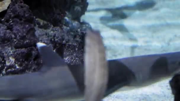 Σκοτεινός Κοραλλιογενής Ύφαλος Στον Οποίο Ακτίνες Του Ήλιου Λάμπουν Ψάρια — Αρχείο Βίντεο