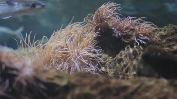 Magiczny Wąż Trzepocze Wodzie Hipnotyzuje Oko Tle Pływają Różne Ryby — Wideo stockowe