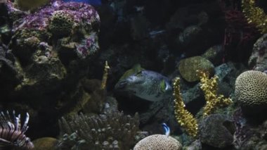 Çerçevenin ortasında, karanfillerin arkasında yüzen beyaz benekli bir kirpi balığı var. Egzotik deniz hayvanı dalgıçları ve su altı kaşiflerini çeker. Yüksek kalite 4k görüntü