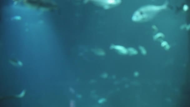 Tiro Desfocado Vida Subaquática Peixes Diferentes Nadam Sob Água Brilham — Vídeo de Stock