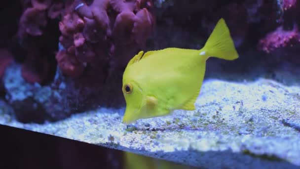 Mezi Korálovými Útesy Plavou Jasně Žluté Ryby Hledají Potravu Vysoce — Stock video