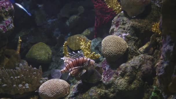 Uprostřed Rámu Ďábelský Ohňostroj Který Plave Pozadí Karálů Exotické Mořské — Stock video