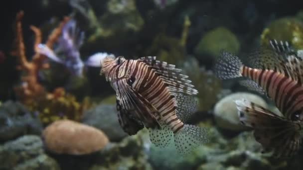 Vertical Video Devil Firefish Swims Background Carals Exotic Marine Animal — Stock Video