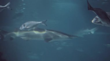 Köpekbalığı diğer balıklar arasında yüzerken bulanık bir çerçeve. Deniz yırtıcısına saygı ve korku kavramı. Yüksek kalite 4k görüntü