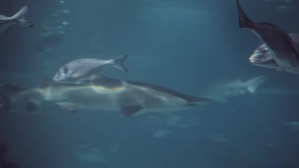 Köpekbalığı Diğer Balıklar Arasında Yüzerken Bulanık Bir Çerçeve Deniz Yırtıcısına — Stok video