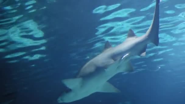 Κάτω Όψη Ενός Καρχαρία Στο Νερό Έννοια Της Προστασίας Των — Αρχείο Βίντεο