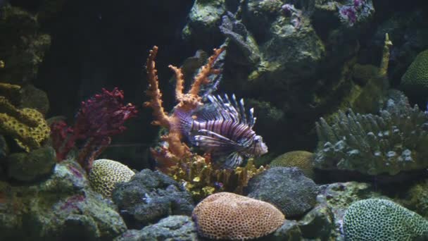 Devil Firefish Swimming Background Carals Exotic Marine Animal Attracts Divers — Stock Video