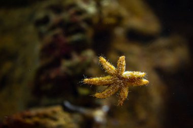 Coscinasterias dokunaçlarıyla cama yapıştı. Yüksek kalite fotoğraf