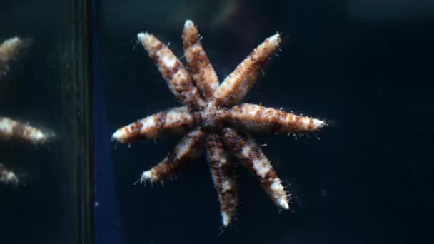Coscinasterias Stuck Glass Its Tentacles High Quality Footage — Stock Video