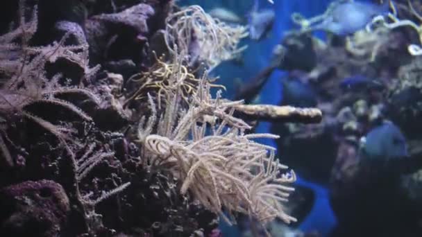 Vertikales Video Wie Sich Die Meeresfahne Riff Wasser Bewegt Hochwertiges — Stockvideo