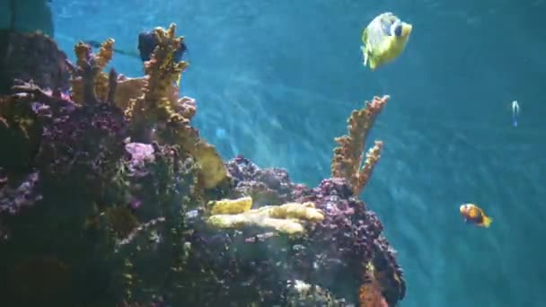 Barriera Corallina Brilla Sole Una Varietà Pesci Nuotano Intorno Mondo — Video Stock