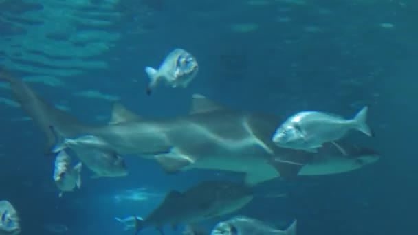 Sok Hal Úszik Csendben Vízben Cápa Körül Ragadozó Fogalma Zsákmány — Stock videók
